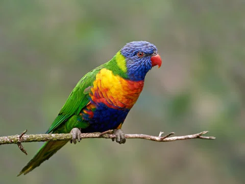 Rainbow Lorikeet