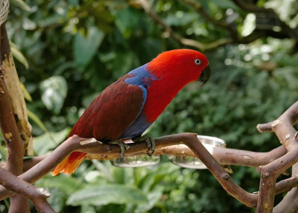 parrot species