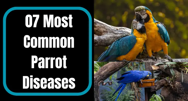 common parrot diseases