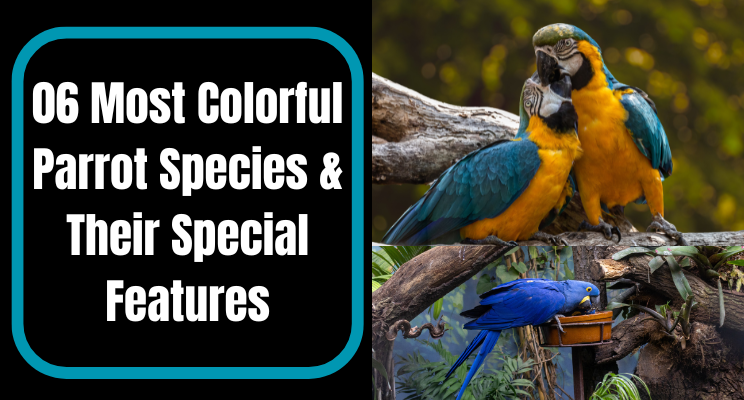 parrot species