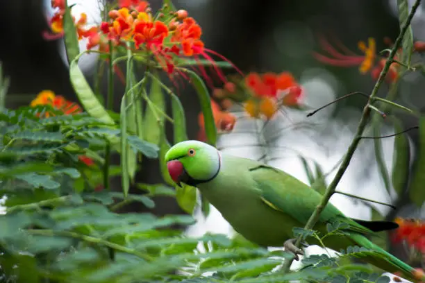 Indian Ringneck Parakeet