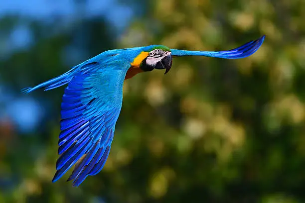 Eclectus Parrot