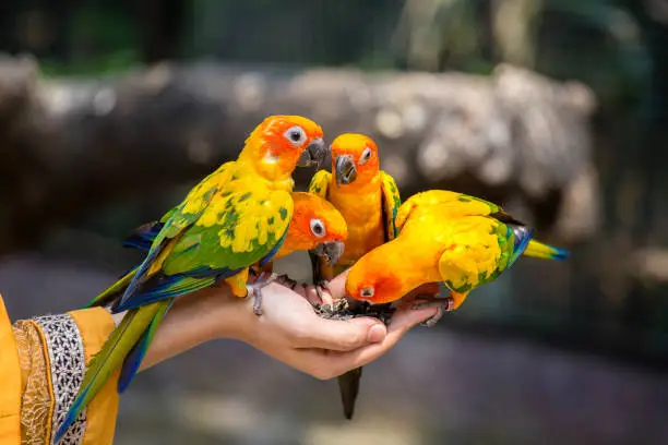 parrot species